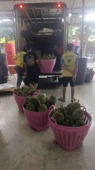รถส่งทุเรียน