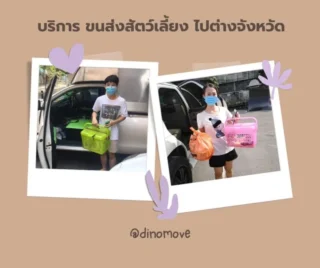 Pet Transport
