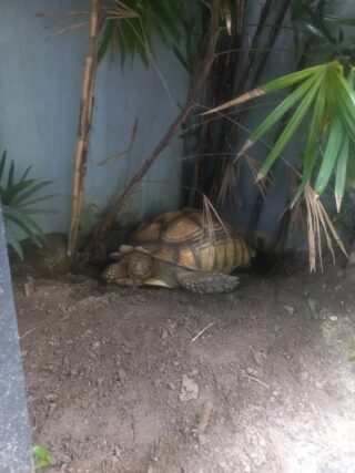 ส่งเต่าไปต่างจังหวัด