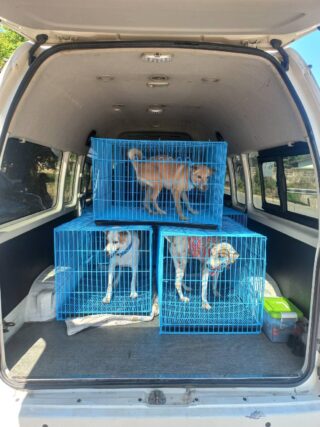 ขนส่งสัตว์เลี้ยง