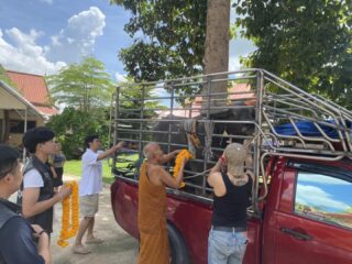 บริการขนส่งวัว-ควาย ทั่วไทย