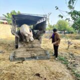 ไดโนมูฟ – บริการขนส่งวัว-ควาย ทั่วไทย