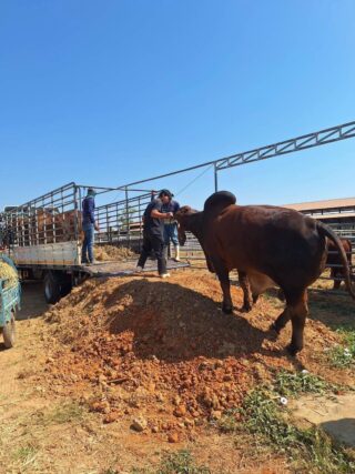 ไดโนมูฟ – บริการขนส่งวัว-ควาย ทั่วไทย