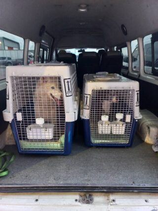 Airport Pet Transport