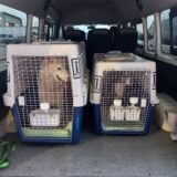 Pet Transport Thailand