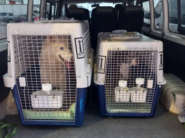 Pet-Transport-Thailand-640x480.jpg