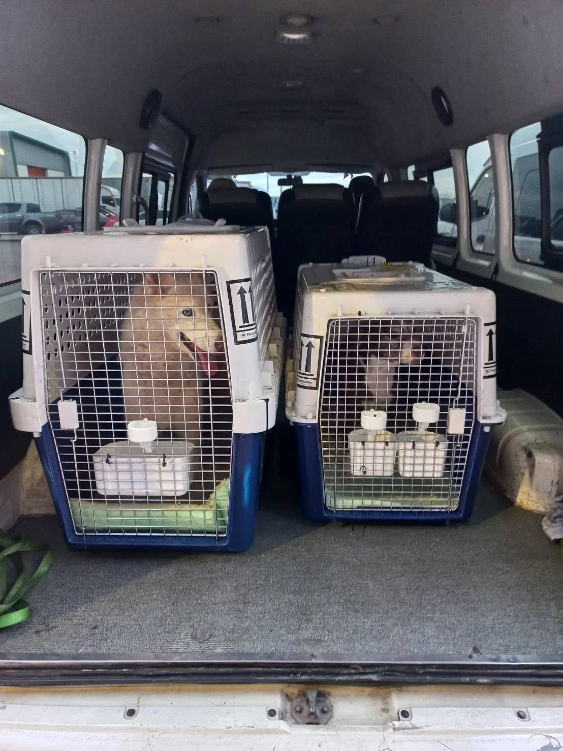 Airport Pet Transport