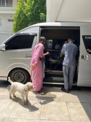 dog transport thailand