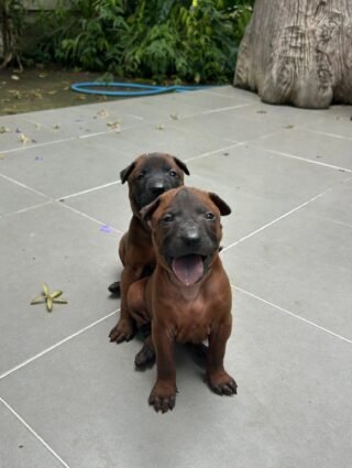 pet relocation thailand