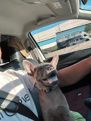 pet transport for expats in thailand
