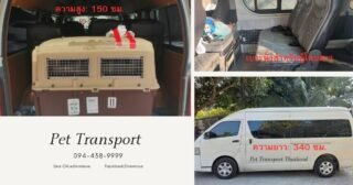 pet transportation thailand